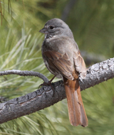 Fox Sparrow slate-colored race